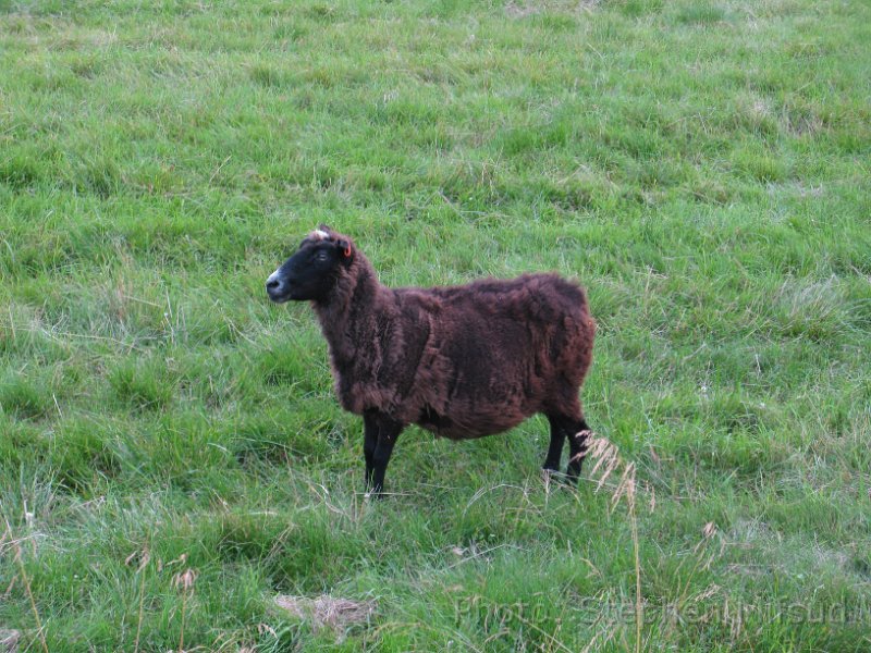 Bennas2010-5348.jpg - A local sheep having dark chocolate brown wool.
